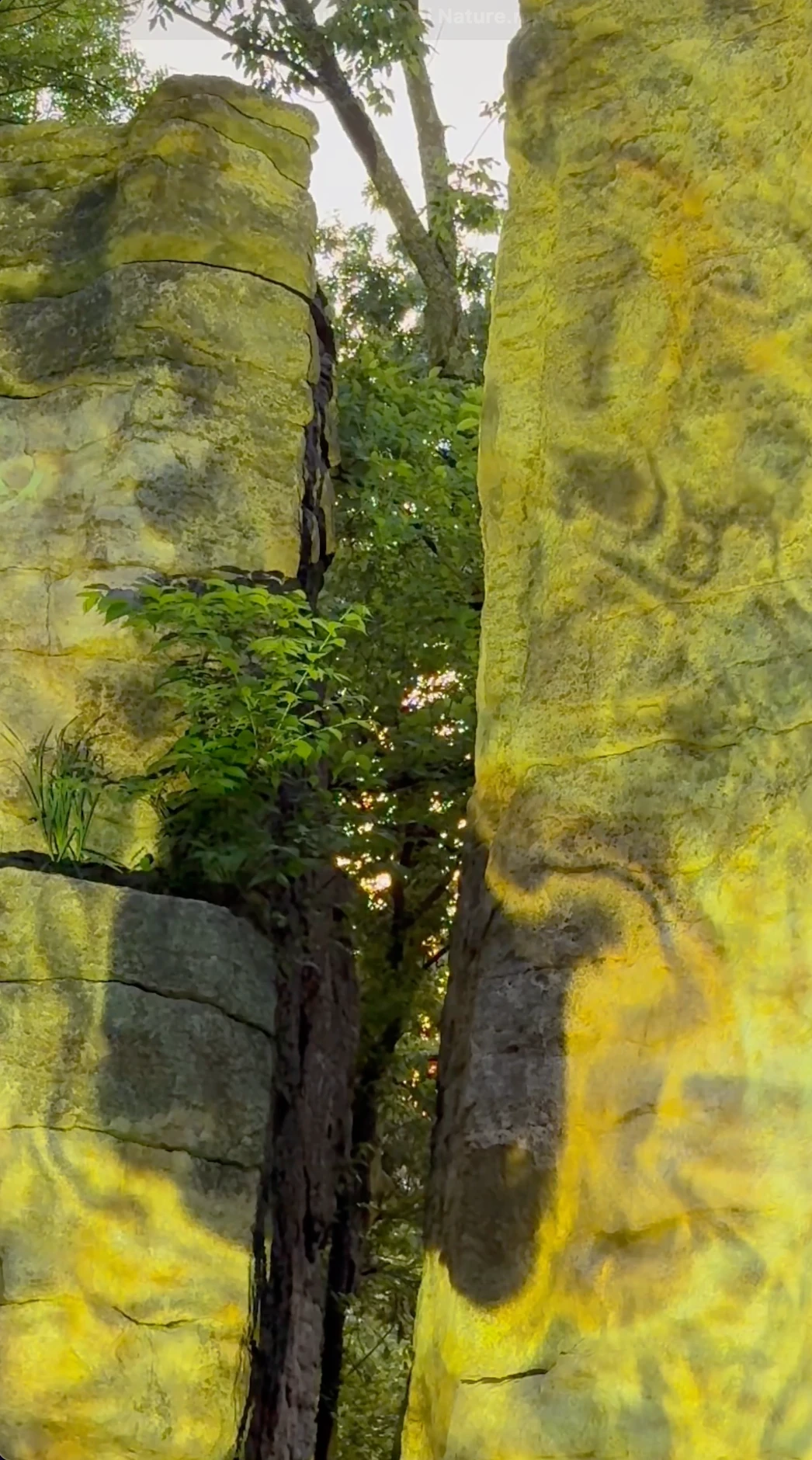 Yellow organic patterns shift across textured rock surfaces around the opening.