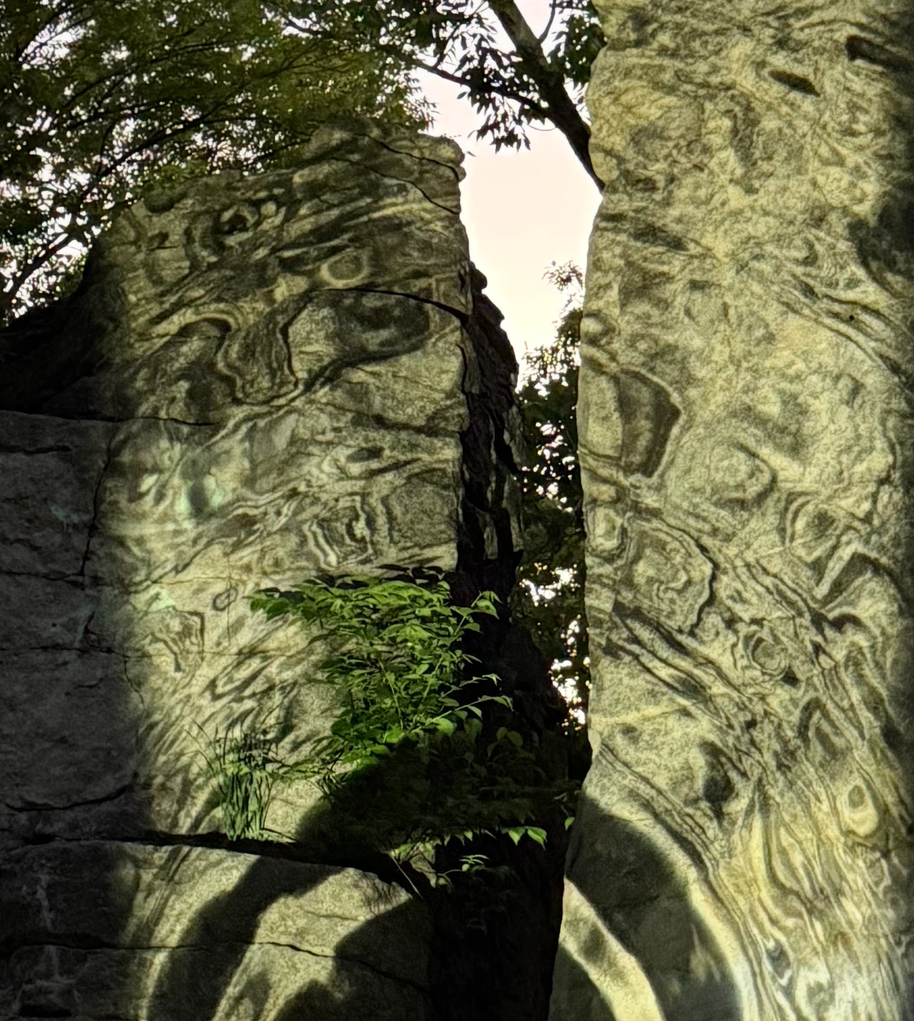 Organic patterns of projected light cover two boulders beside a leafy opening. Photograph by Rob Helms.