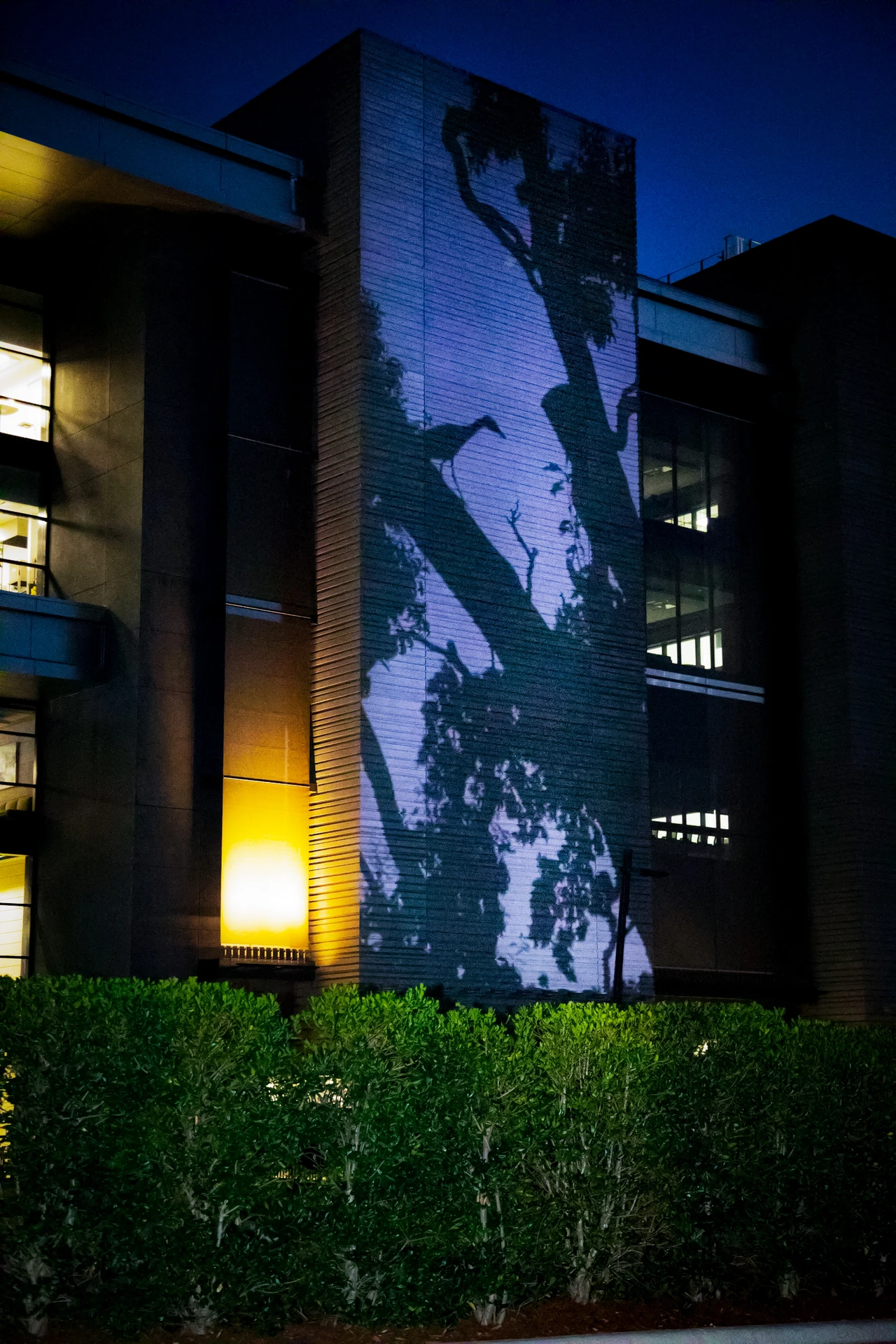 A pale blue and violet Butterfly Portals projection fills the OSU Discovery façade at dusk.