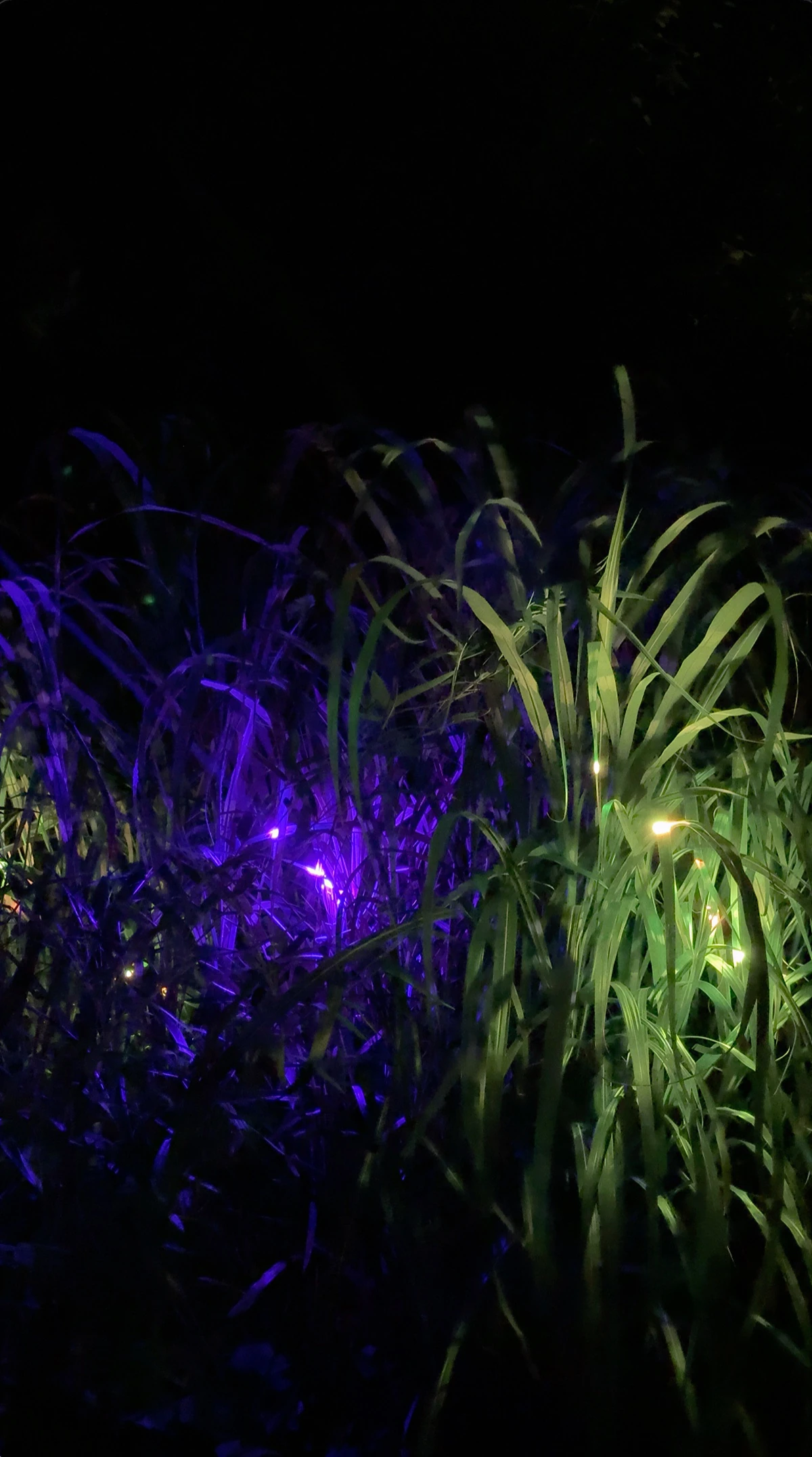 A cluster of zebra grass is illuminated by violet, green, and amber light.