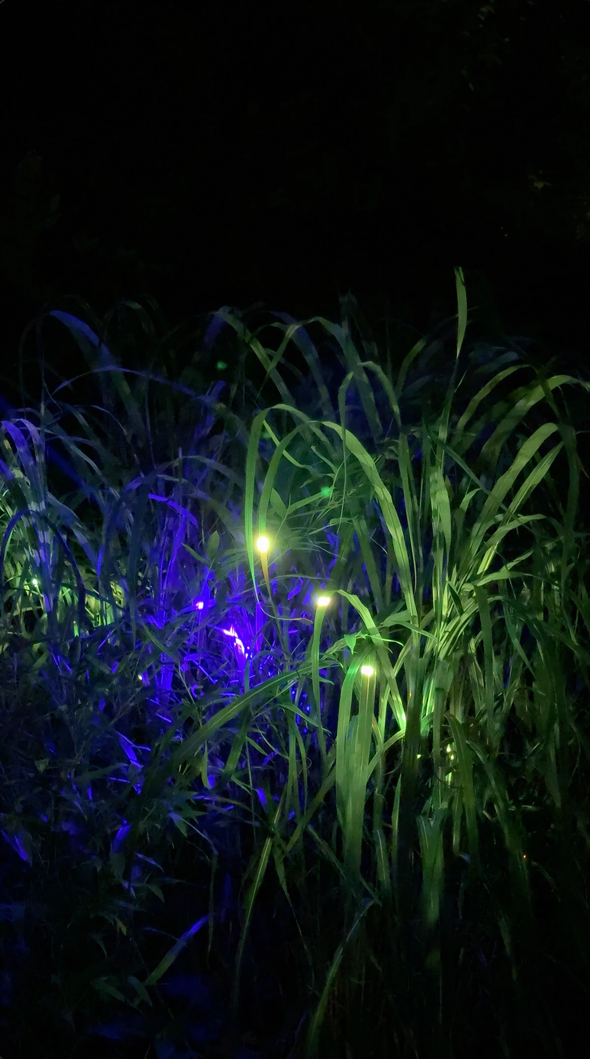 Violet and green illumination divides a dense stand of zebra grass.