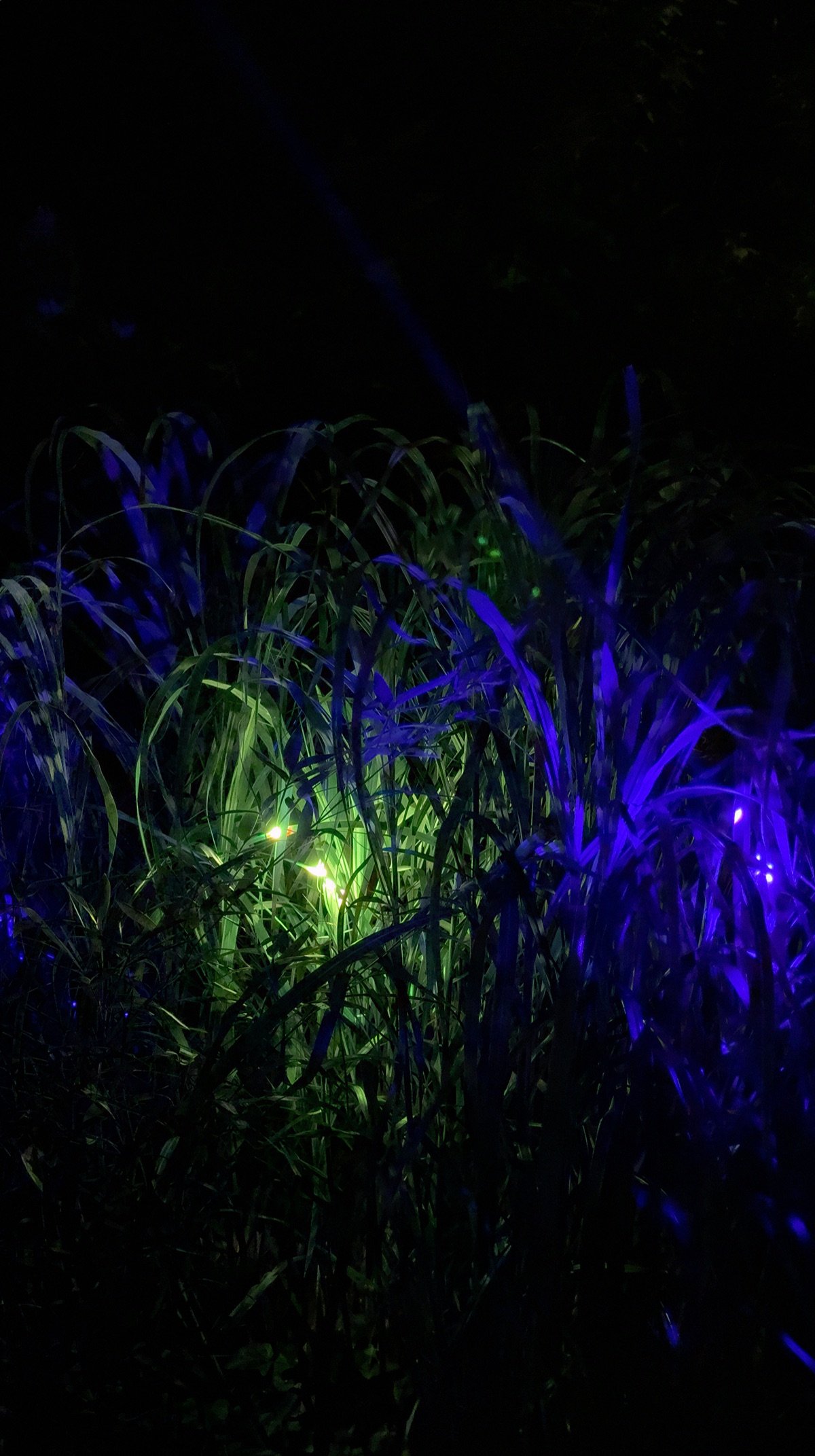 Colored points of laser light emerge through zebra grass at night.
