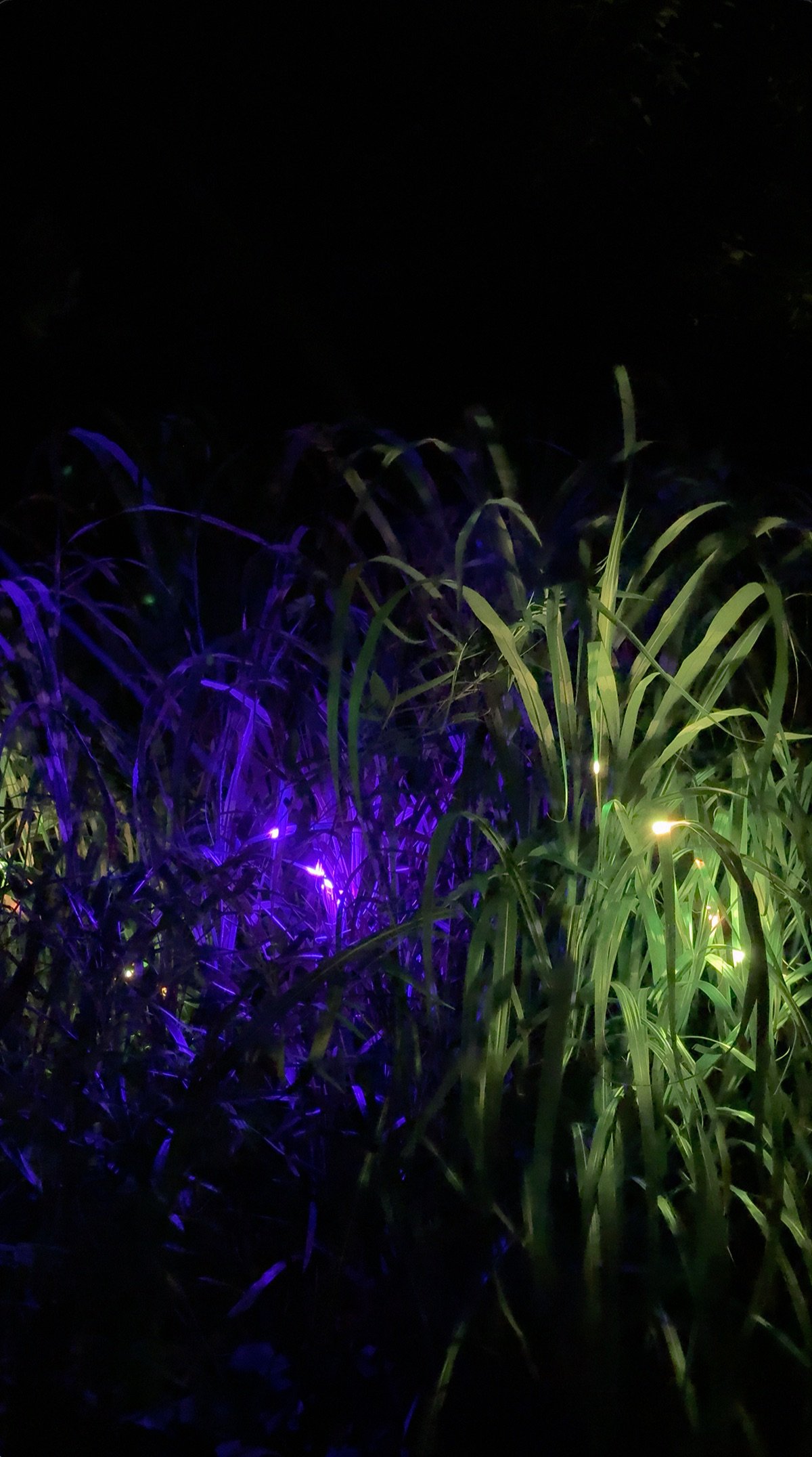 A cluster of zebra grass is illuminated by violet, green, and amber light.