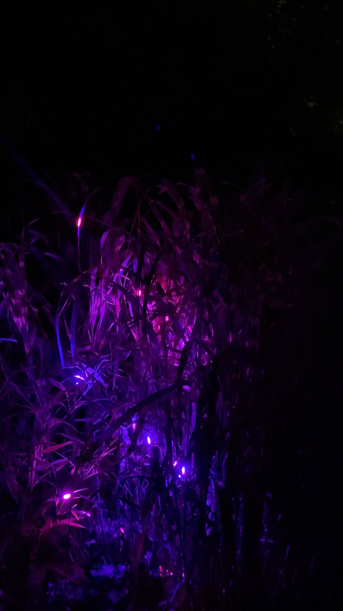 Violet and green laser light moving through zebra grass at night.